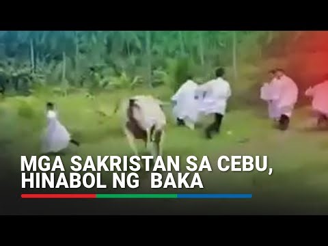 Mga sakristan sa Cebu, hinabol ng baka