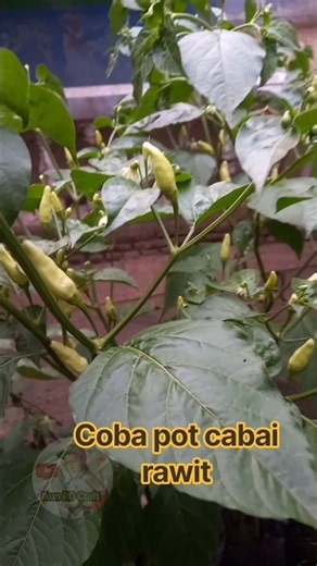 Growing Bird's Eye Chili in Pots! #gardening #chili #farmer