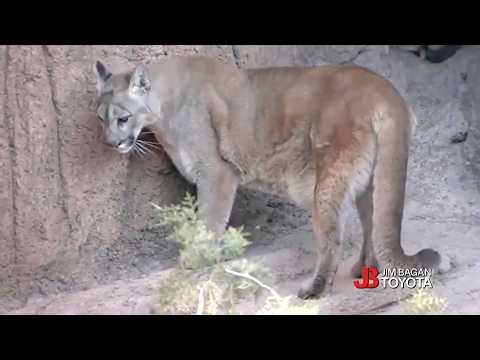 Mountain Lion Sightings Near Popular Reno Hiking Trails Prompt Safety Warning!