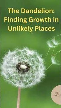 The Dandelion: Finding Growth in Unlikely Places #herbalmedicine #medicinalherbs #holisticwellness