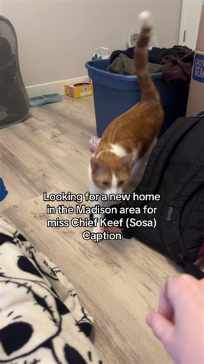 Adopt Miss Chief Keef (Sosa) — Affectionate Rescue Cat Near Madison