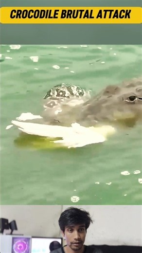 Crocodile Steals the Kill and Attacks the Snake Too