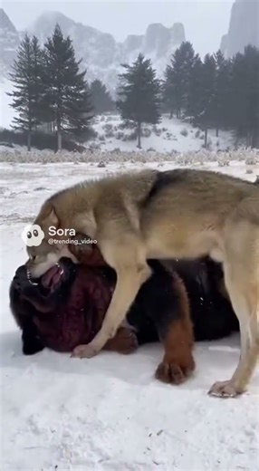 Alpha Wolf Defeats Mastiff Dog in Brutal Face-Off