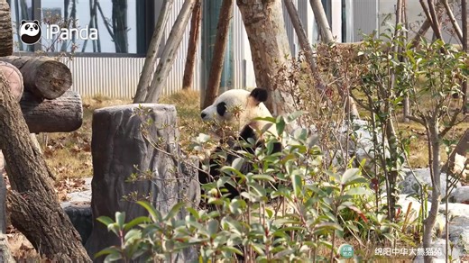 Broadcast: Ring In The New Year - Explore Pandas' Cozy New Home #PandaFun #FBLive #CCRCGP #WildlifeParadise #NewYearsDay #FriendshipMessenger For more panda information, please check out: https://en.ipanda.com | iPanda