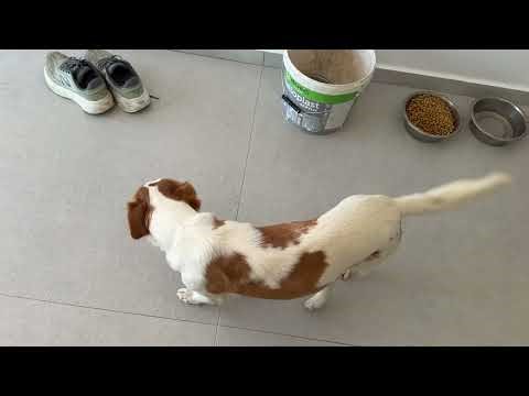 These Three Dogs Are Always By My Side! - Takis Shelter