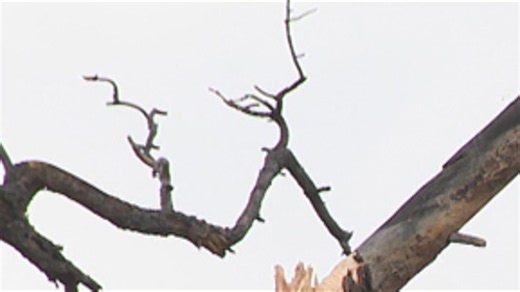 Site survey to be conducted in area near Prescott due to possible tornado