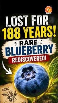 Lost For 188 Years: Rare Blueberry Rediscovered!