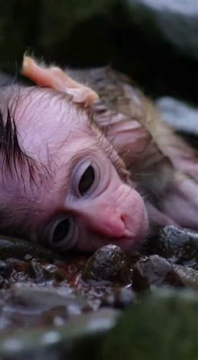 Wild Monkey Life in the Jungle | Monkey Crazy