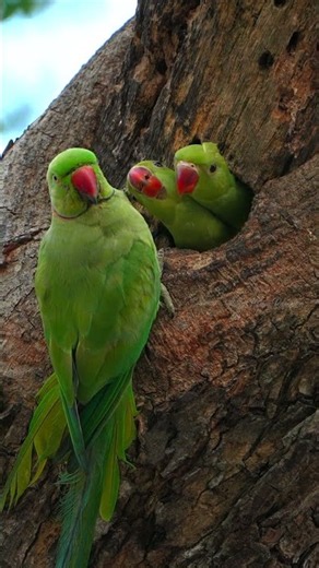 Flying Freely, Nesting Peacefully #BirdWatching #NatureMusic #Wildlife