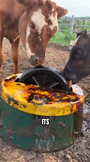 Why Farmers Give Cows This Strange Liquid