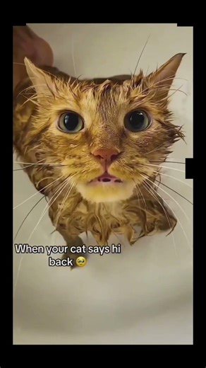 Funny cat videos