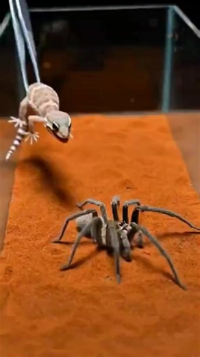 Nature never stops surprising us. A tiny spider resting on a calm gecko shows how fascinating and unexpected wildlife moments can be. 🌿#NatureLovers #WildlifePhotography #AmazingNature #ReptileLife #SpiderLove #NatureMoment #AnimalWorld #MacroPhotography #WildlifeDaily #NatureUSA #ExploreNature #ViralNature | Insect Insider