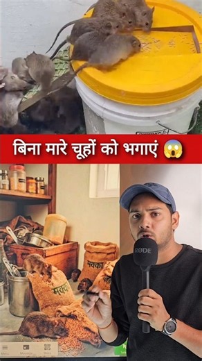 Get Rid of Rats Without Killing Them 😱 #facts #mousetrap #information #mouse #shorts