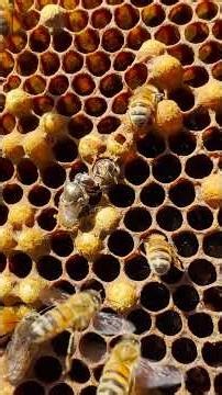 Join us for our weekly Live beekeeping Q&A with Cedar