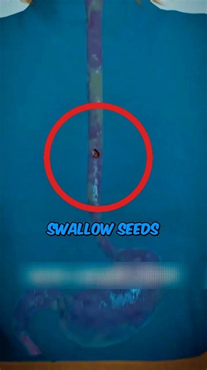 What will happen if you swallow seeds?! #yt #shorts