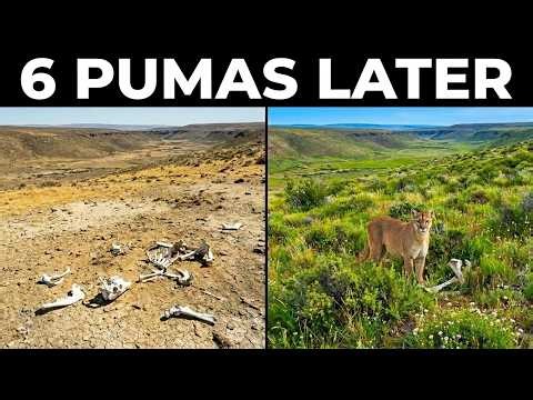 Chile Released 6 Pumas Into a Dead Patagonian Valley -What They Did With Deer Bones Was Unbelievable