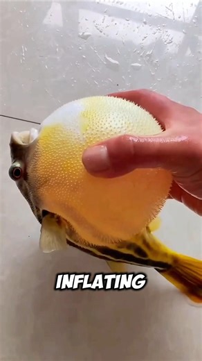 Can a Pufferfish Actually Explode?😳 #didyouknow