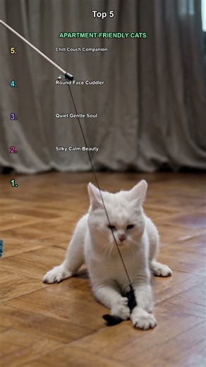 Top 5 Best Cat Breeds for Apartments #cats #shorts #pets