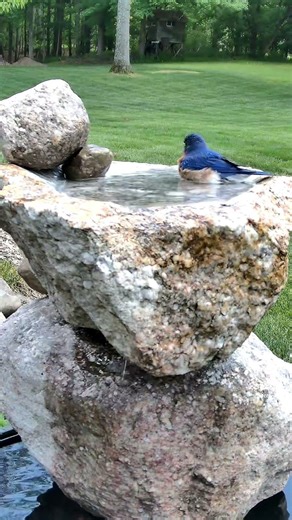 Brilliant Bluebird Takes a Bath on a 90° Afternoon 💦