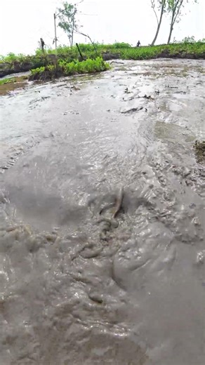 Amazing Dry Season Village Fishing: Primitive Skills at Work! #fishing #villagelife #bigfish