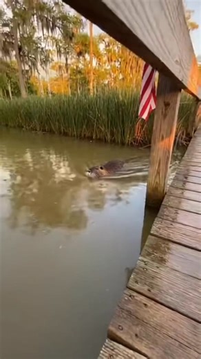 I blinked once and the swamp EXPLODED 😳🌊 Right there near New Orleans, Louisiana, a lazy afternoon turned insane when an alligator launched straight out of the bayou and erased a nutria in seconds. Water flying, my hands shaking, heart pounding — this is the kind of wild moment you never expect on a simple walk in the South. Nature doesn’t warn you… it just happens. 🐊 Ai-generated content | Abu Hanifa