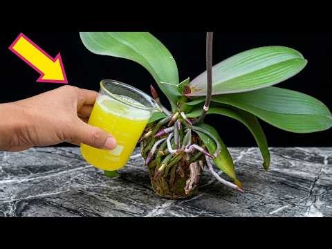 Just 1 cup per week: See the astonishing orchid root explosion results after 1 month!