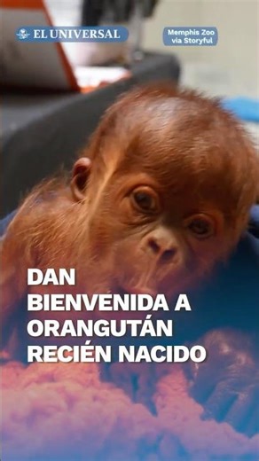 Nace orangután en peligro crítico de extinción #shorts
