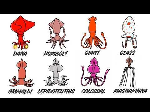 Each SQUID explains – the deeper you go, the scarier it gets