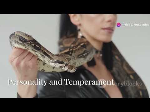 Black Pastel Ball Python: The Ultimate Guide for Reptile Lovers!#BlackPastelPython #BallPython