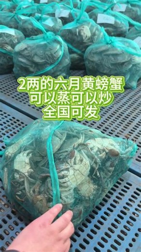2两的六月黄大闸蟹，我家卖的最好的一款蟹，饱满度黄都很好，主要是紧实，肉嫩黄香，要货的现在可以和我订#螃蟹 #六月黄 #大闸蟹