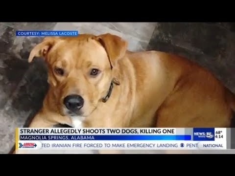 Two dogs shot, one killed in Magnolia Springs: Baldwin County Sheriff’s Office investigating