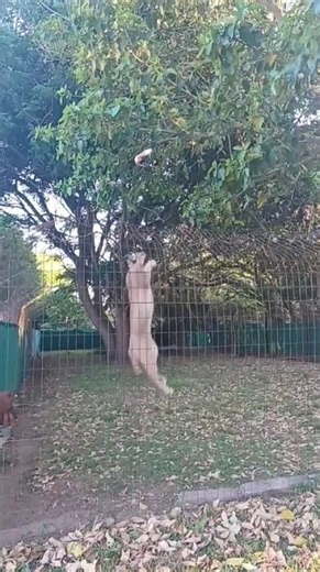 Caracal in action 🐾 | Zululand Cat Conservation Project #Caracal #Wildlife #Shorts