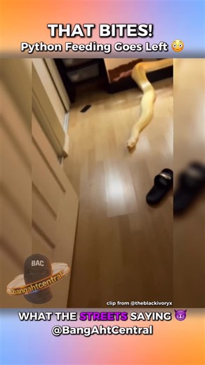 Street News | BangAhtCentral on Instagram: "A Burmese python lunges at its owner during feeding after the terrarium window was left open. The owner narrowly avoids contact — and has not posted any updates in over a week 😳 clip from @theblackivoryx"