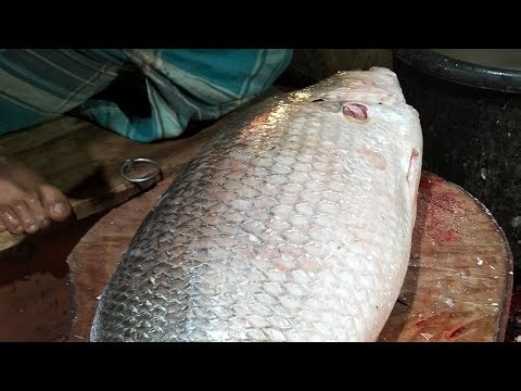 🔴 Live Fish Cutting ASMR | Fresh Seafood Processing from Market | For USA & Europe Viewers