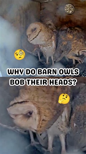 Why barn owls tilt and bob their heads 😯 #owlfacts #barnowlfacts