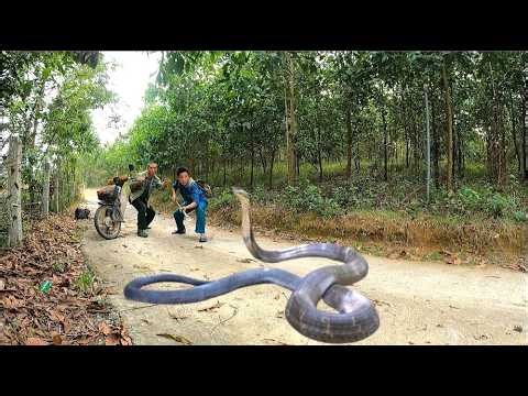 The terrifying moment for two men when they spotted a giant king cobra crossing a forest path.