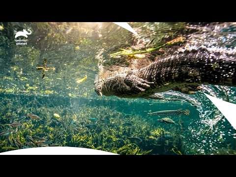 Alligator Attacks Woman and Drags Him into the Water | I Was Prey S1 E3 | Animal Planet India