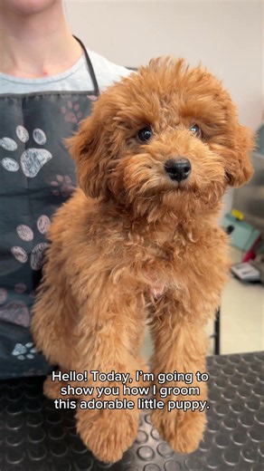 Adorable fluffy puppy gets teddy bear groom | Step-by-step poodle/doodle cut!