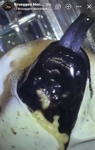 Gila Monster Egg Tooth