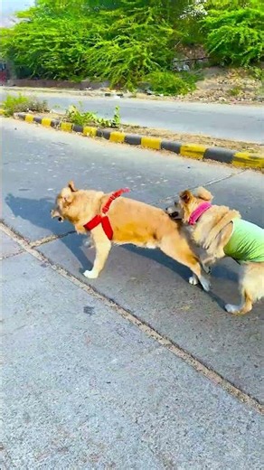 किस से रेस लगाने गया था मेरा डॉगी😱 #funnydogs #shorts