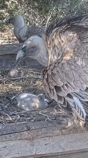 😍🦅 Griffon Vulture Family Moment Caught in Action