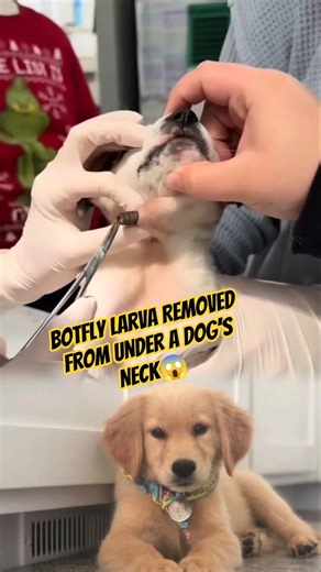 Botfly Larva Removed from Under a Dog’s Neck #Botfly #BotflyLarva #DogCare #VeterinaryCare #shorts