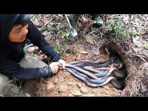 OMG 😱. Horrifying discovery: World's largest cobra nest found.