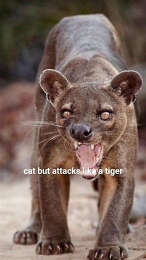 Fossa – The Secret Predator You Didn’t Know 😳🐾 #facts #fossa