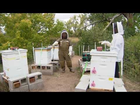 Colorado beekeeper says she's affected by hungry bears