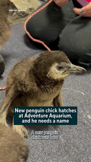 A new penguin chick was born at Adventure Aquarium in South Jersey, and he's in need of a name. To celebrate the milestone, the aquarium is allowing people to vote on its future name in person and through donations. The new chick's name will be announced on Jan. 20, which is fittingly Penguin Awareness Day. #penguin #penguinchick #adventureaquarium #aquarium #southjersey #newjersey #jersey #camden #camdennj
