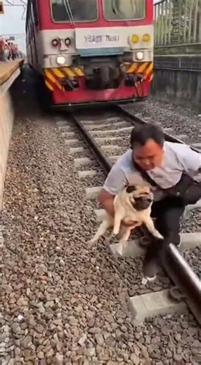 Accident #pug #puglife #puppy #dog #dogs #dogshorts #doglife #dogvideos #safety #save #heroic #hero