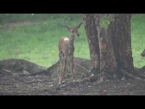 Marvin's First Day in the Savanna Habitat!