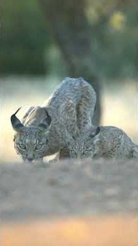 The Lynx Silent Hunter with the Sharpest Eyes🐆