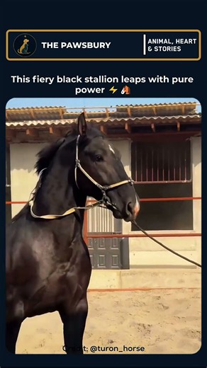 Fiery Black Stallion Leaps With Pure Power! ⚡🐴 #shorts